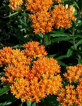 Asclepias tuberosa