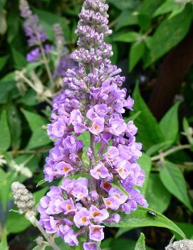 Buddleia x Lo & Behold®Blue Chip ('Blue Chip') (PP19991, CPBR3602)