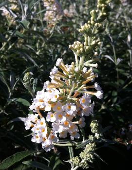 Buddleia Flutterby Grande® Vanilla ('Podaras #1') (PP22080)