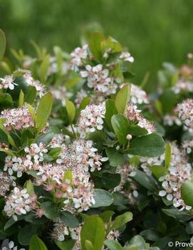 Aronia x Low Scape Mound® ('UCONNAM165') (PP28789)