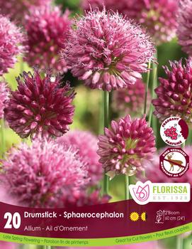 Allium x 'sphaerocephalon'