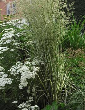 Calamagrostis acutiflora 'Avalanche'