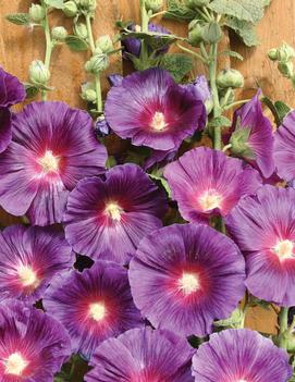 Alcea rosea 'Lavender'