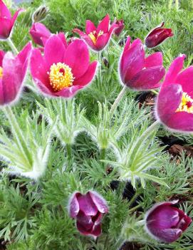 Anemone pulsatilla vulgaris 'Rote Glocke'