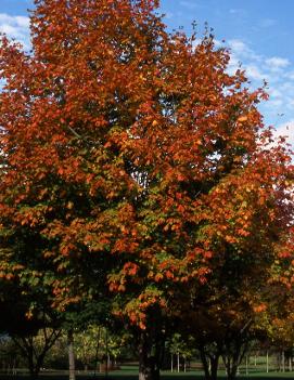 Acer nigrum 'Green Column' (PP3722)