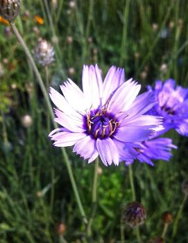 Catananche caerulea