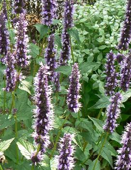 Agastache x 'Black Adder'