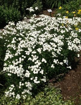 Achillea ptarmica 'The Pearl'