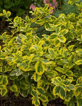 Euonymus fortunei Gold Splash® ('Roemertwo')