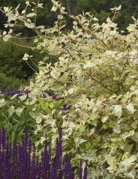 Fallopia japonica 'Variegata'