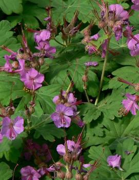 Geranium macrorrhizum