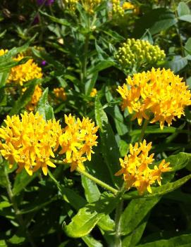 Asclepias tuberosa 'Hello Yellow'