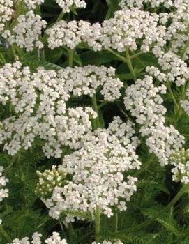 Achillea millefolium