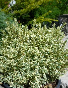 Buxus sempervirens 'Aureo-variegata'