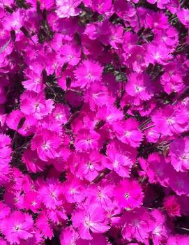 Dianthus gratianopolitanus Fire Witch ('Feuerhexi')