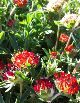 Anthyllis vulneraria var. coccinea