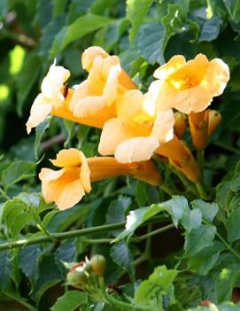 Campsis radicans 'Flava'