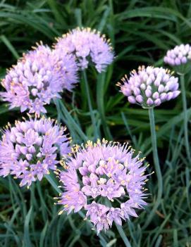 Allium senescens 'Blue Eddy'