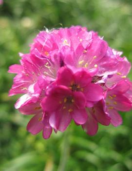 Armeria maritima 'Splendens'