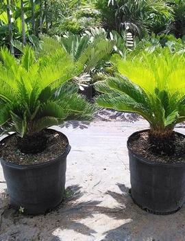 Cycas revoluta