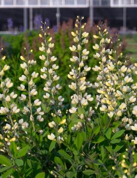 Baptisia x 'Vanilla Cream' (PP25663, CBRAF)