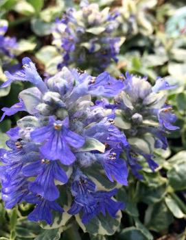 Ajuga reptans 'Silver Queen'