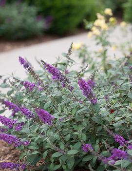 Buddleia x Lo & Behold®Blue Chip Jr. ('Blue Chip Jr.') (PP26581)