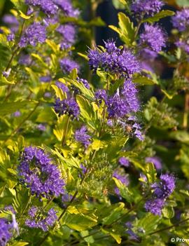 Caryopteris incana Sunshine Blue® II ('SMNCVH') (PP28093, CPBR)