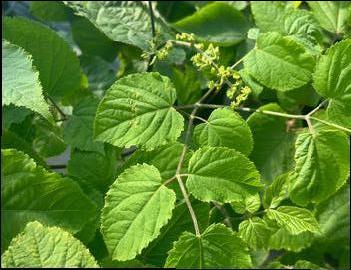 Aralia racemosa