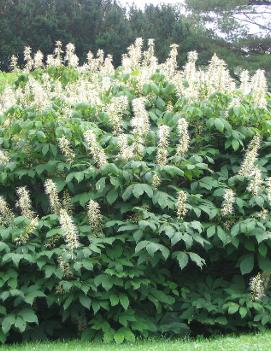 Aesculus parviflora