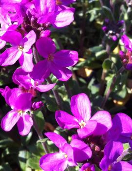 Arabis blepharophylla Fruhlingszauber ('Spring Charm')