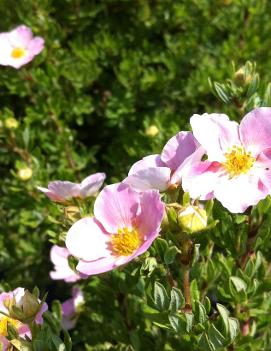 Potentilla fruticosa 'Pink Beauty' (PP9874, CPBR174)