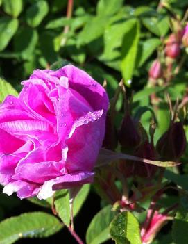 Rosa 'Therese Bugnet'