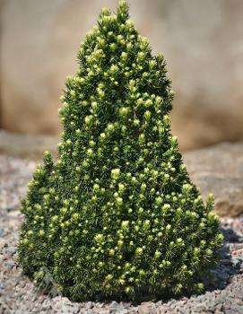 Picea glauca 'Pixie Dust'