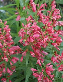 Penstemon schmidel 'Red Riding Hood' (PP18950)