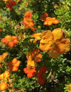 Potentilla fruticosa 'Bella Sol'