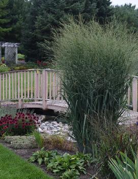 Panicum virgatum 'Totem Pole' (PP29951, CPBRAF)