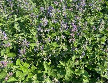 Nepeta mussinii