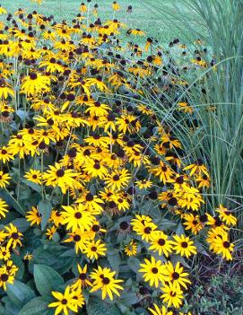 Rudbeckia fulgida 'Goldsturm'