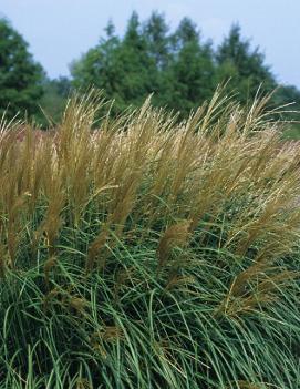 Miscanthus sinensis 'Adagio'