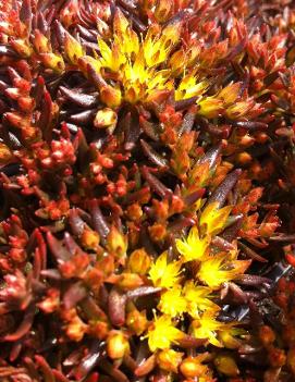 Sedum hakonense 'Chocolate Ball'