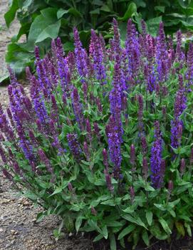 Salvia nemorosa 'New Dimension Blue'