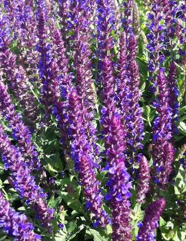 Salvia nemorosa East Friesland ('Ostfriesland')