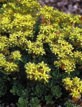 Sedum hybridum 'Czar's Gold'