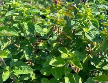 Origanum laevigatum 'Rosenkuppel'