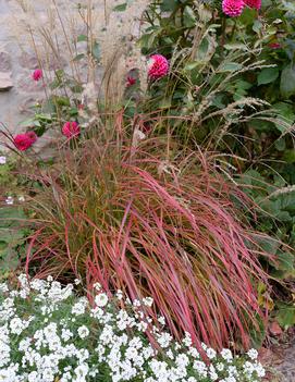 Miscanthus sinensis 'Little Miss' (PP28849)