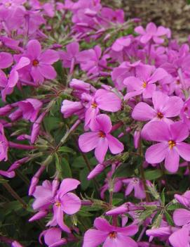 Phlox stolonifera 'Home Fires'