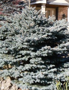 Picea pungens 'Montgomery'