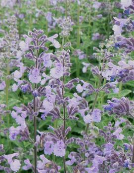 Nepeta grandiflora 'Dawn to Dusk'