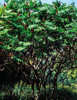 Rhus typhina